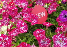 Nieuwe Petunia bij Selecta One.